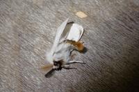 Euproctis chrysorrhoea