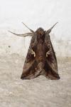 Autographa gamma