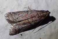 Ephestia elutella/woodiella