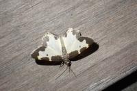 Lomaspilis marginata