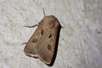 Agrotis exclamationis