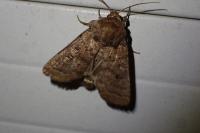 Hoplodrina octogenaria