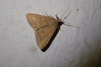 Herminia tarsipennalis