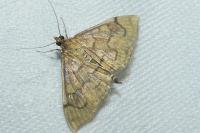 Anania verbascalis