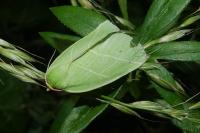 Bena bicolorana
