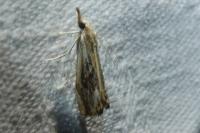 Catoptria verellus