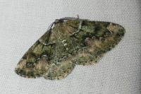 Cleorodes lichenaria