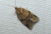 Epagoge grotiana