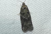 Cnephasia
