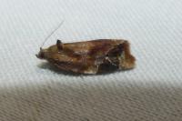 Ditula angustiorana