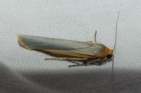 Manulea complana