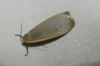 Collita griseola