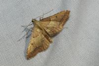 Endotricha flammealis