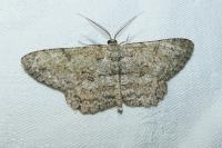 Hypomecis punctinalis