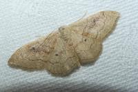 Idaea degeneraria