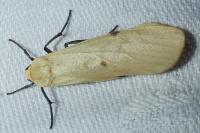 Lithosia quadra
