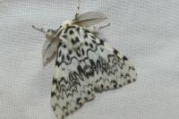 Lymantria monacha
