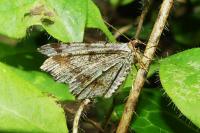 Macaria notata