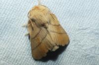 Malacosoma neustria