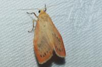 Miltochrista miniata