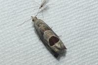 Notocelia uddmanniana
