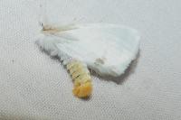 Sphrageidus similis