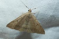Zanclognatha lunalis