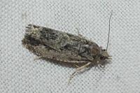 Zeiraphera isertana
