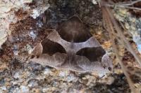 Dysgonia algira