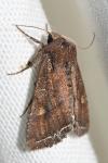 Lacanobia oleracea