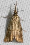 Chrysocrambus linetella