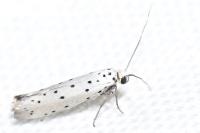 Yponomeuta