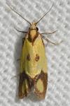 Agapeta zoegana