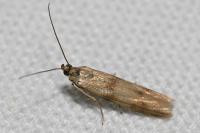 Homoeosoma sinuella