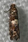 Epiblema