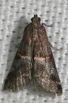 Acrobasis marmorea