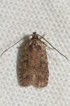 Agonopterix ciliella/heracliana