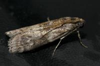 Phycita roborella