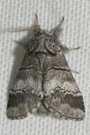 Drymonia querna