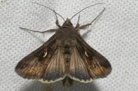 Autographa gamma