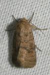 Hoplodrina octogenaria