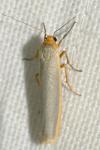 Manulea complana