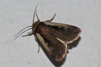 Ochropleura plecta