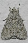 Acronicta aceris