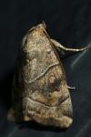 Cosmia trapezina