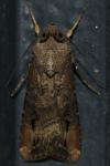Agrotis ipsilon