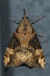 Hypena obsitalis