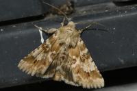 Eremobia ochroleuca