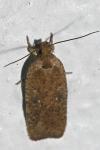Agonopterix scopariella
