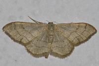 Idaea aversata